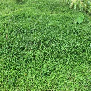 雑草、薬草に興味のある方、詳しい方
