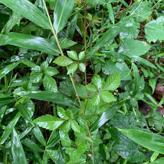 雑草、薬草に興味のある方、詳しい方 - 八千代市