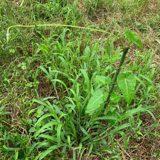雑草、薬草に興味のある方、詳しい方 - 友達