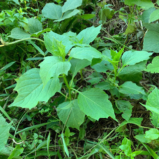 雑草、薬草に興味のある方、詳しい方 − 千葉県