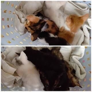 子猫、こねこ里親募集(2020.7.16.09:08更新)[黒白...