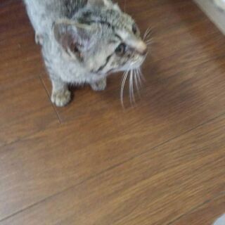 【募集停止中】
