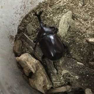カブトムシペア