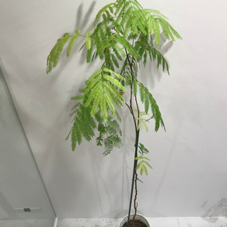 観葉植物④　【港区南青山のオフィスまで取りに来てくださる方限定】