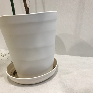 観葉植物④　【港区南青山のオフィスまで取りに来てくださる方限定】の画像