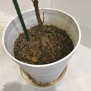 観葉植物④　【港区南青山のオフィスまで取りに来てくださる方限定】の画像