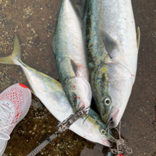釣り仲間募集！！