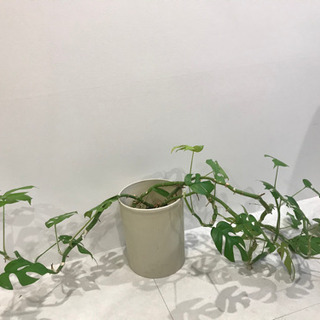 観葉植物⑤　【港区南青山のオフィスまで取りにきてくださる方限定】