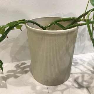 観葉植物⑤　【港区南青山のオフィスまで取りにきてくださる方限定】の画像