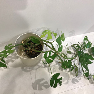 観葉植物⑤　【港区南青山のオフィスまで取りにきてくださる方限定】の画像