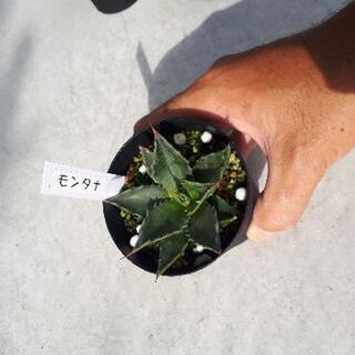 アガベ実生(5株)　植物　多肉植物