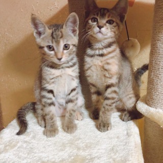 大雨前に保護した子猫達