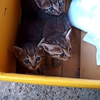 子猫の里親を募集します