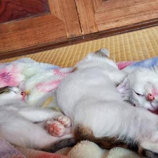 【里親さん決まりましたので締め切りとさせて頂きます】仔猫ちゃん