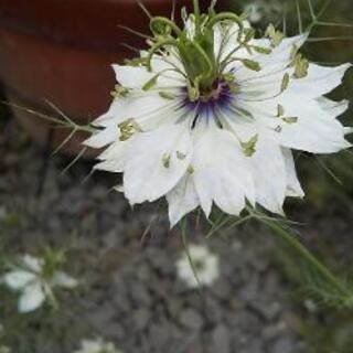 🌼【花の種】🌼   ニゲラ   白色のみの画像