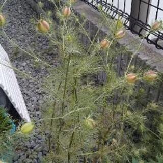 🌼【花の種】🌼   ニゲラ   白色のみの画像