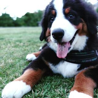 犬の友達募集中