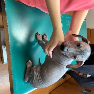 ペルー ビアン ヘアレスドックから生まれた2匹です。