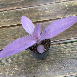 【お譲り先決定しました】多肉植物 ムラサキゴテン 根付き