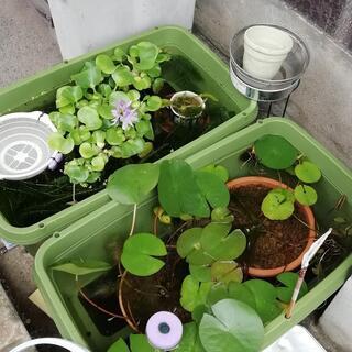 メダカ　友達募集中！
