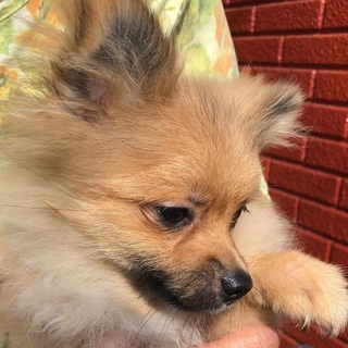 ポメラニアン♂2才の里親を募集します