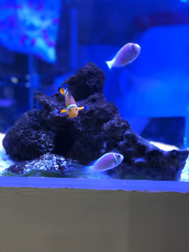 クマノミ水槽
