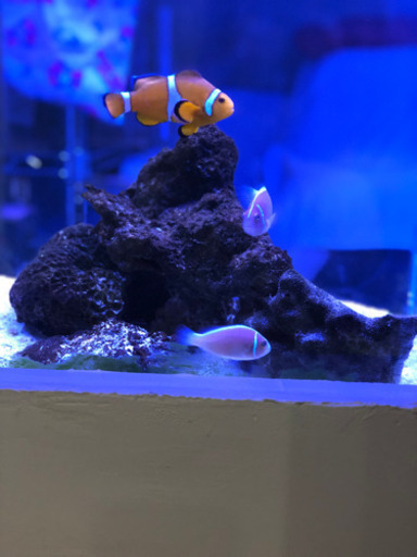 クマノミ水槽