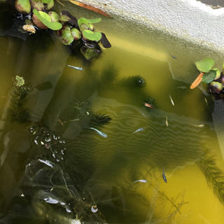 メダカ ミックス 稚魚