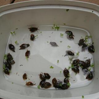 サカマキガイ 5匹10円の画像