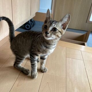 雄の赤ちゃん猫☆里親さんを探しています！
