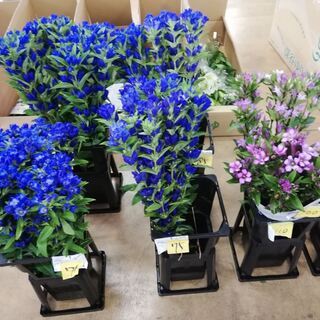 生花積込みスタッフ/仲卸業務　短時間アルバイト！8/3～8/13の画像