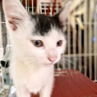 子猫☆推定2か月☆男の子