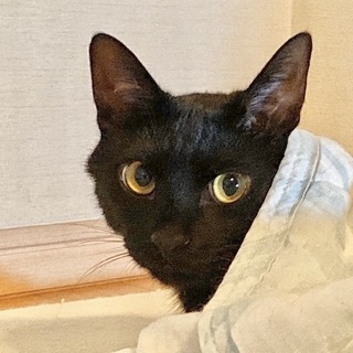 真っ黒1歳　美男子　毛並みツヤツヤの画像