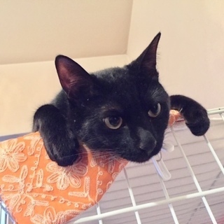 真っ黒1歳　美男子　毛並みツヤツヤ - 猫