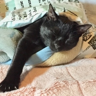 真っ黒1歳　美男子　毛並みツヤツヤ − 神奈川県