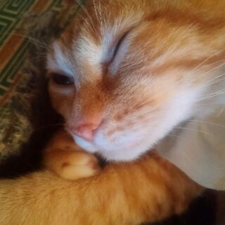 ビビりな茶トラたち