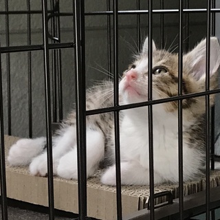 飼い主さん決まりました。ありがとうございました。