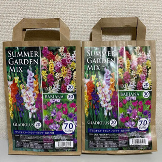 2袋 セット 球根 140球 SUMMER GARDEN MIX