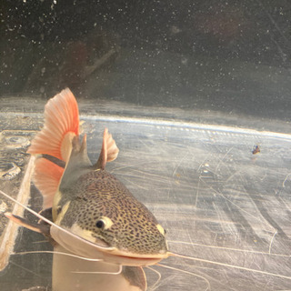 レッドテールキャット　熱帯魚の画像