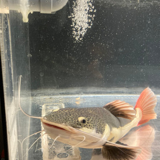 レッドテールキャット　熱帯魚の画像