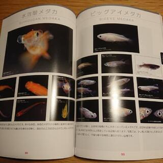 2019年度版 最新めだか型録 メダカカタログの画像