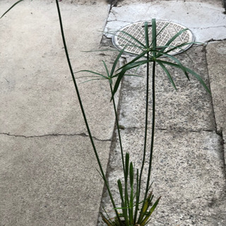決まりました。❗️ミニシペラスの苗　水性植物　メダカ　水草　ミニ...