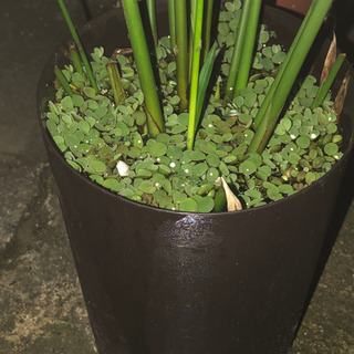 決まりました。❗️ミニシペラスの苗　水性植物　メダカ　水草　ミニパピルス  の画像