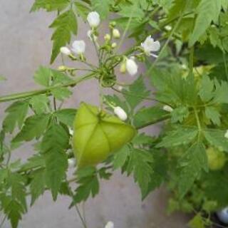 🌼花の種🌼    フウセンカズラの画像
