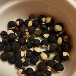 🌼花の種🌼    フウセンカズラの画像