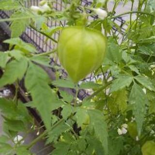 🌼花の種🌼    フウセンカズラの画像