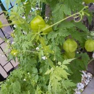 🌼花の種🌼    フウセンカズラの画像