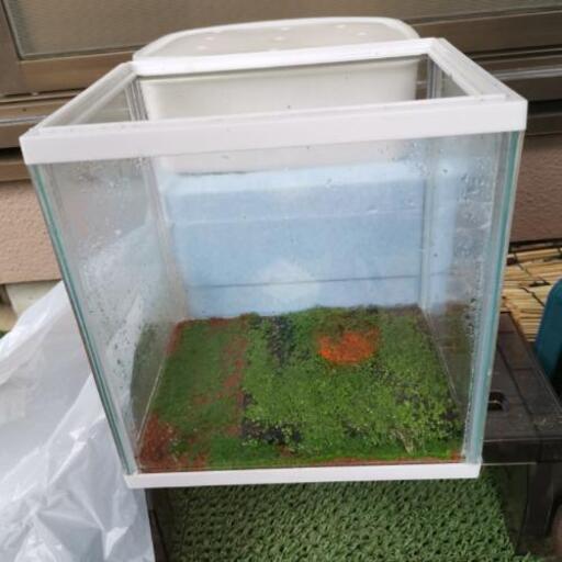 水槽（中古）売ります。¥1000