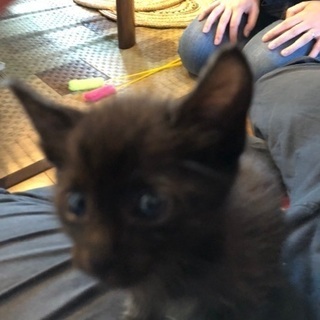 とってもお利口 かわいいかわいい子猫ちゃん - 大東市
