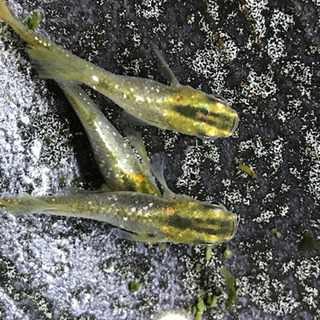 メダカ めだか 鳳凰ラメ 今年産まれの 若魚・成魚の画像